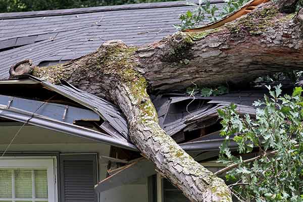 Giant tree that fell on a residential roof, slightly collapsing the front part
